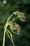 Woodland bulrush